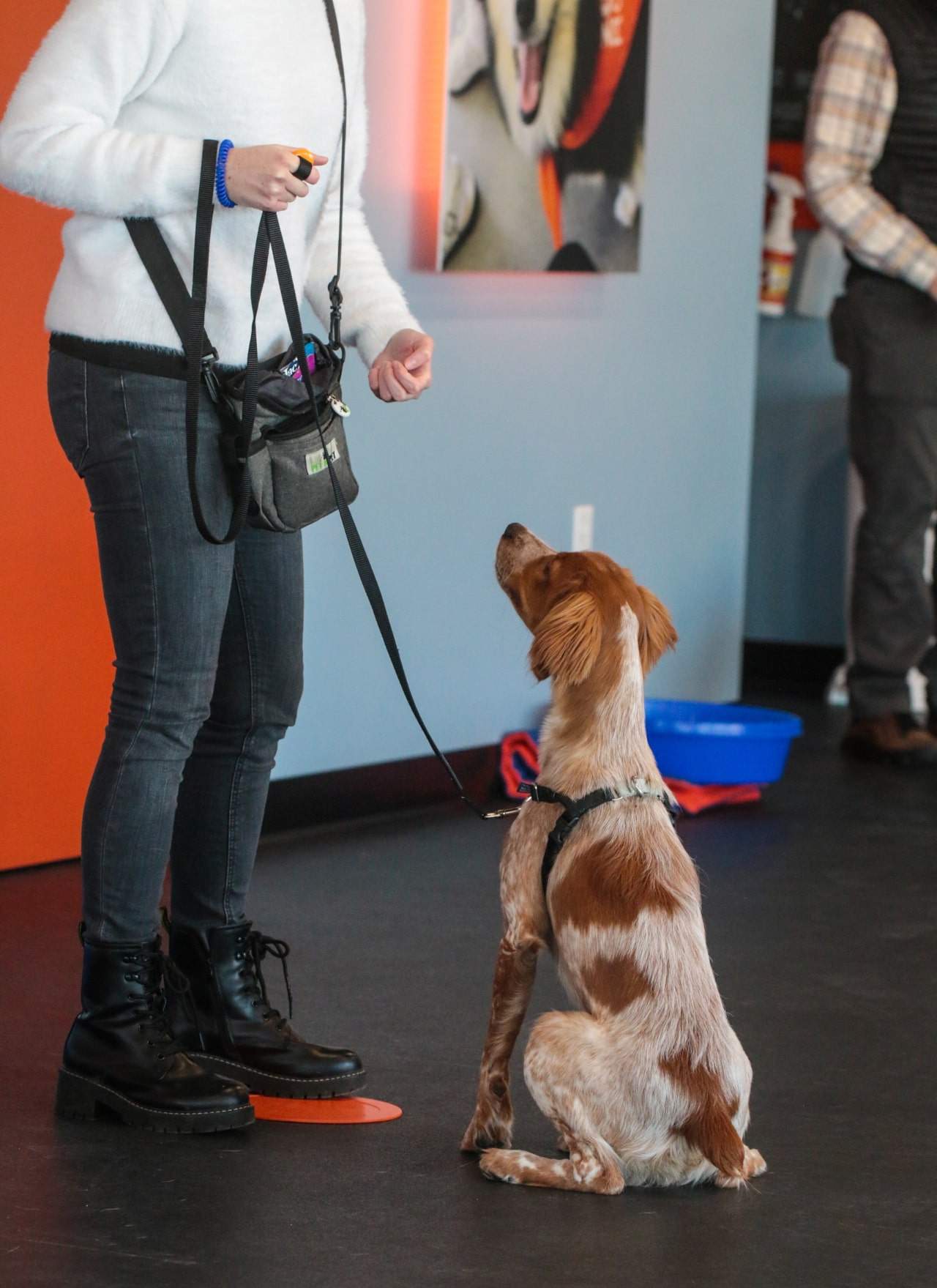 A professional dog trainer at Zoom Room in Crestwood training a dog how to sit.